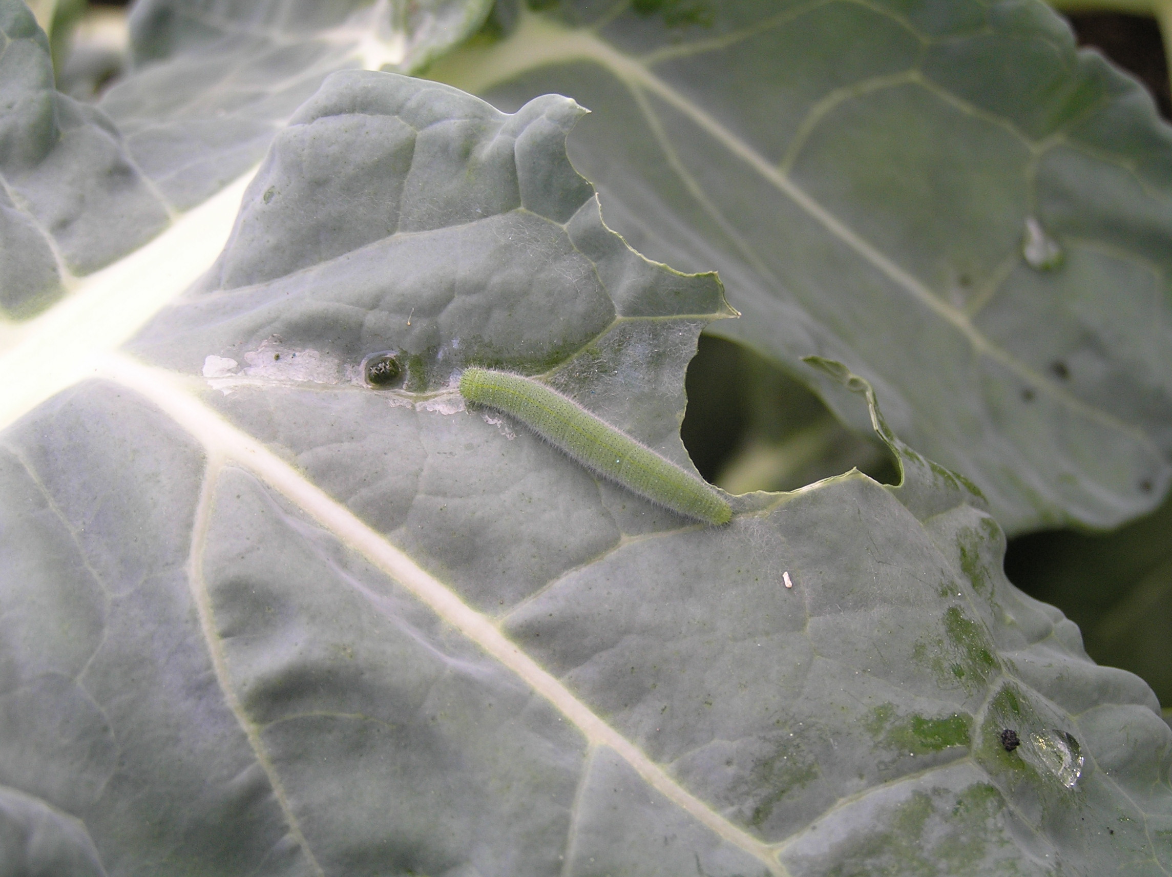 Cabbage White Butterfly Larvae